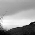 Weinberge in Trier