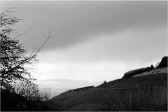 Weinberge in Trier