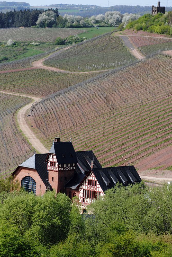 Weinberge in Trier von LauraLoo 