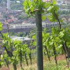 Weinberge in Würzburg