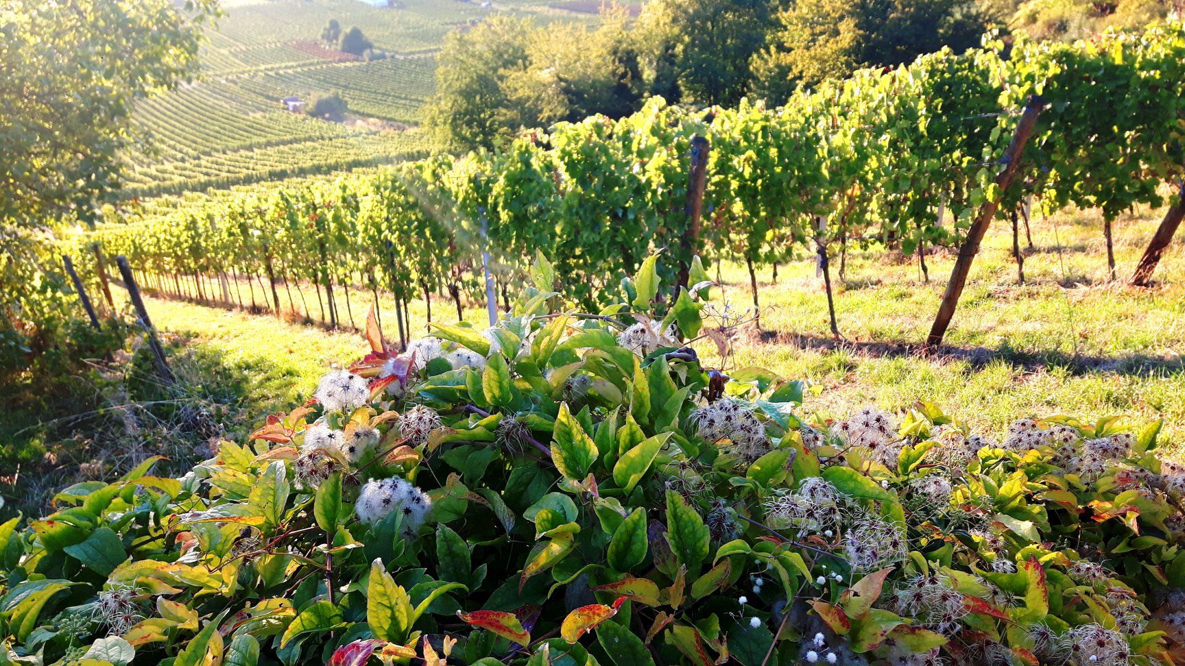 Weinberge - letzte wärmende Sonnenstrahlen