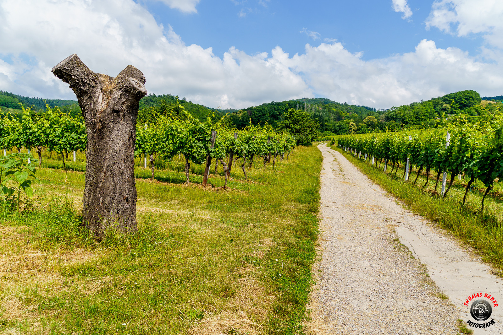 Weinberge mit ...