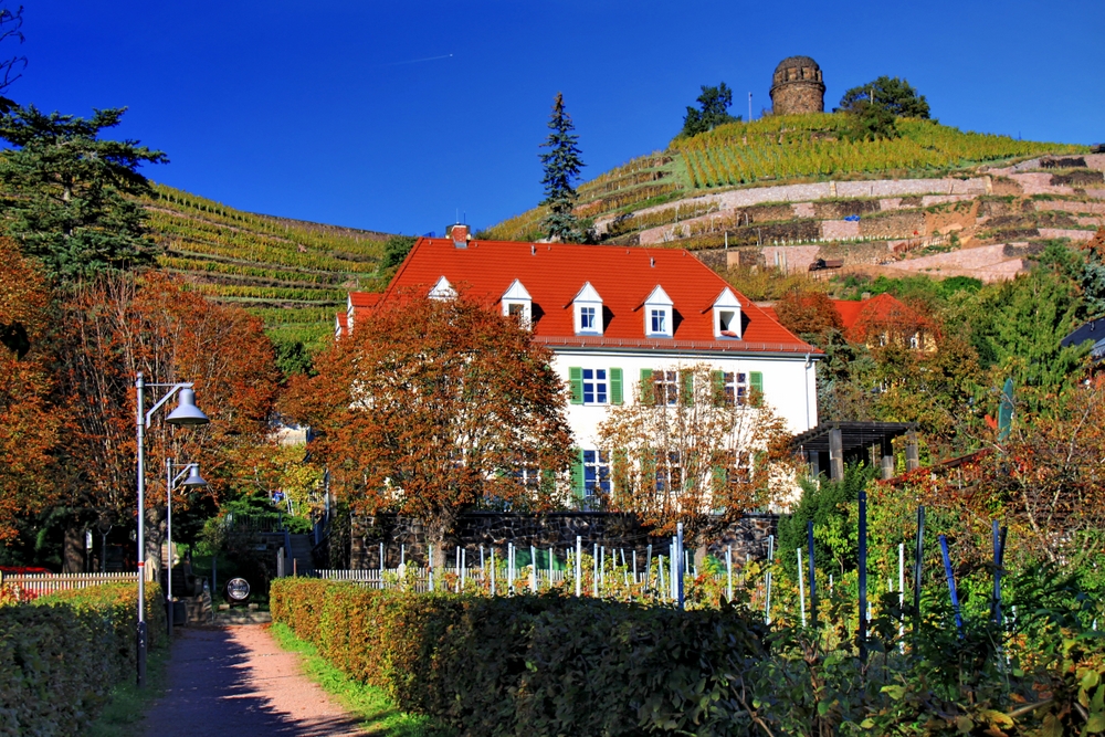 Weinberge mit Bismarckturm