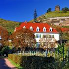 Weinberge mit Bismarckturm