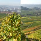 Weinberge mit Blick auf Stuttgart