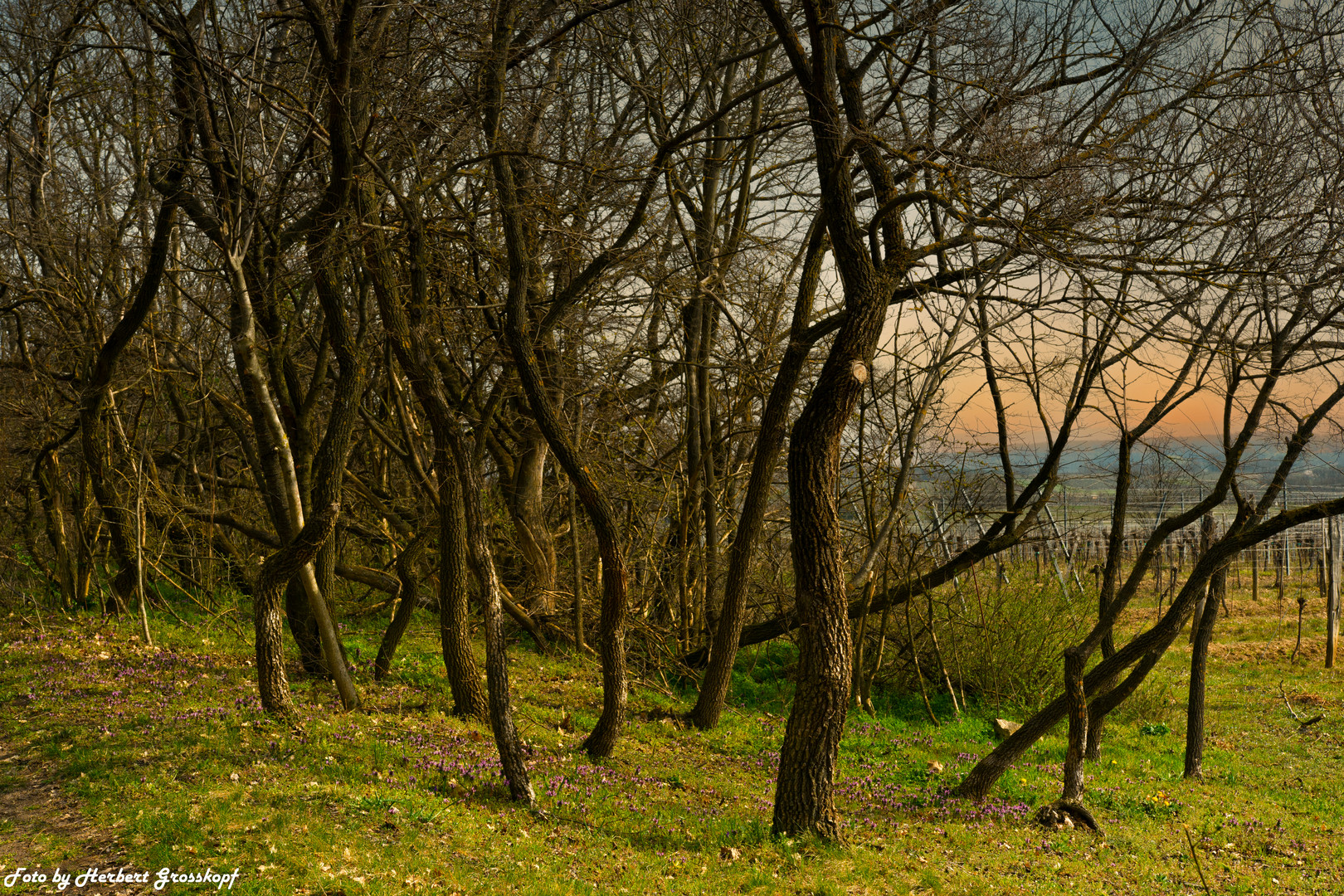 Weinberge, Mörbisch (2)