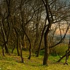 Weinberge, Mörbisch (2)