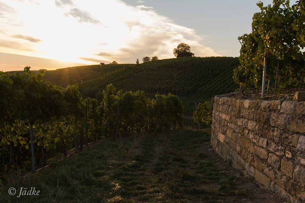 Weinberge Mundelsheim