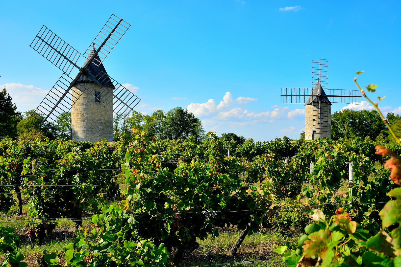 Weinberge nähe Saint-Emilion