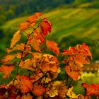 Weinberge nah und fern