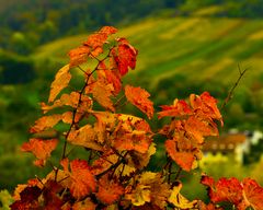 Weinberge nah und fern