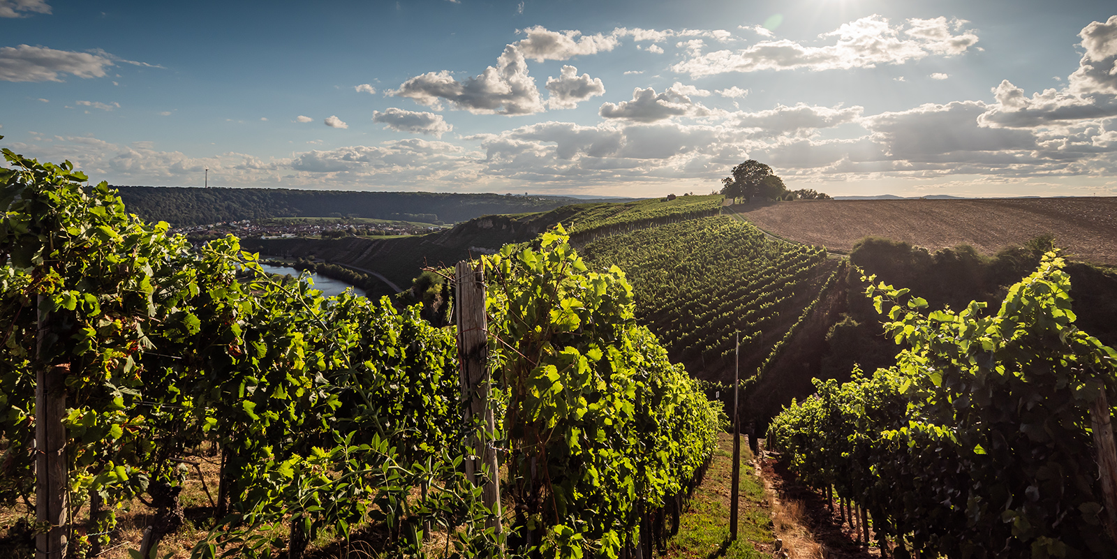 Weinberge-Neckar