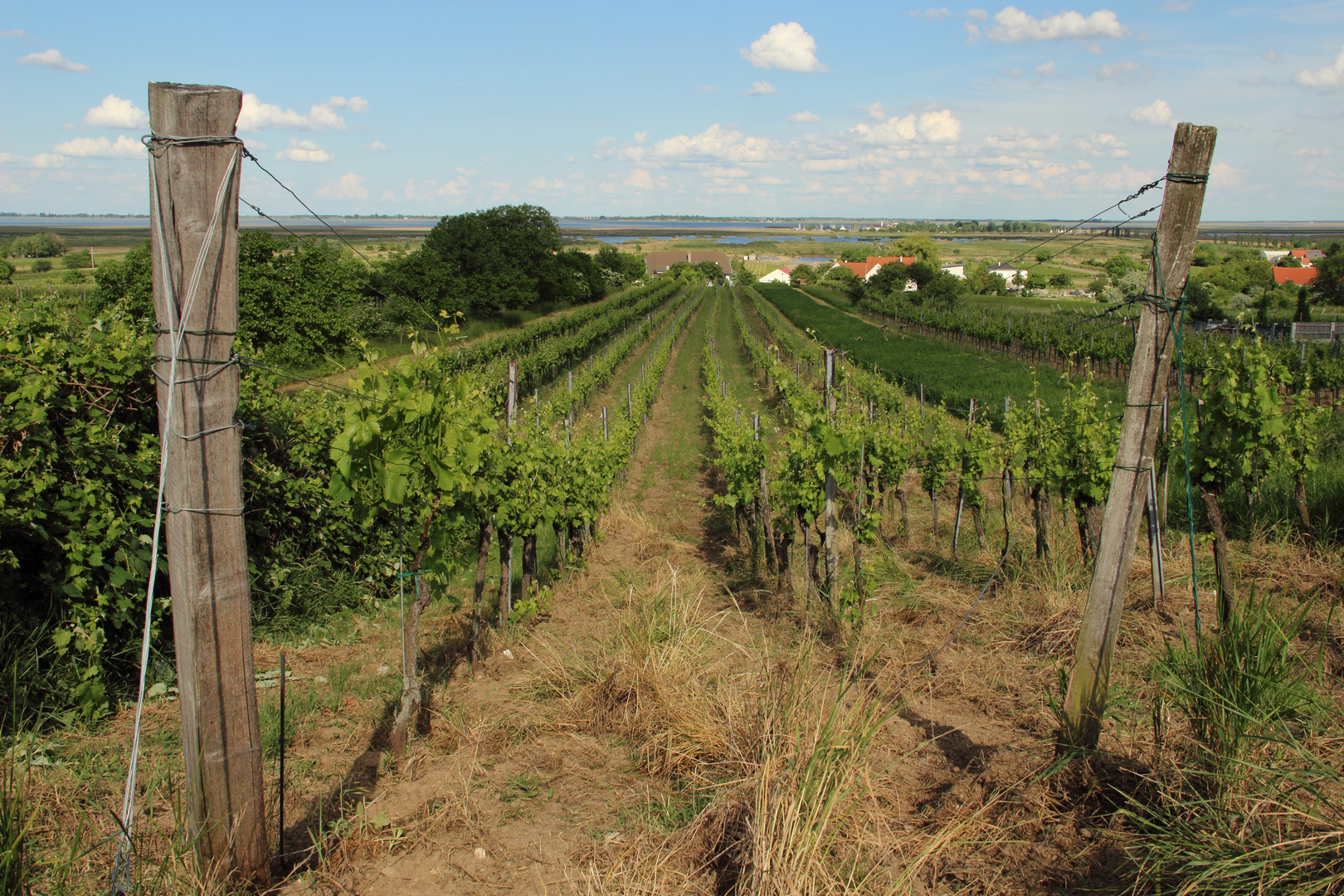 Weinberge Neusiedlersee