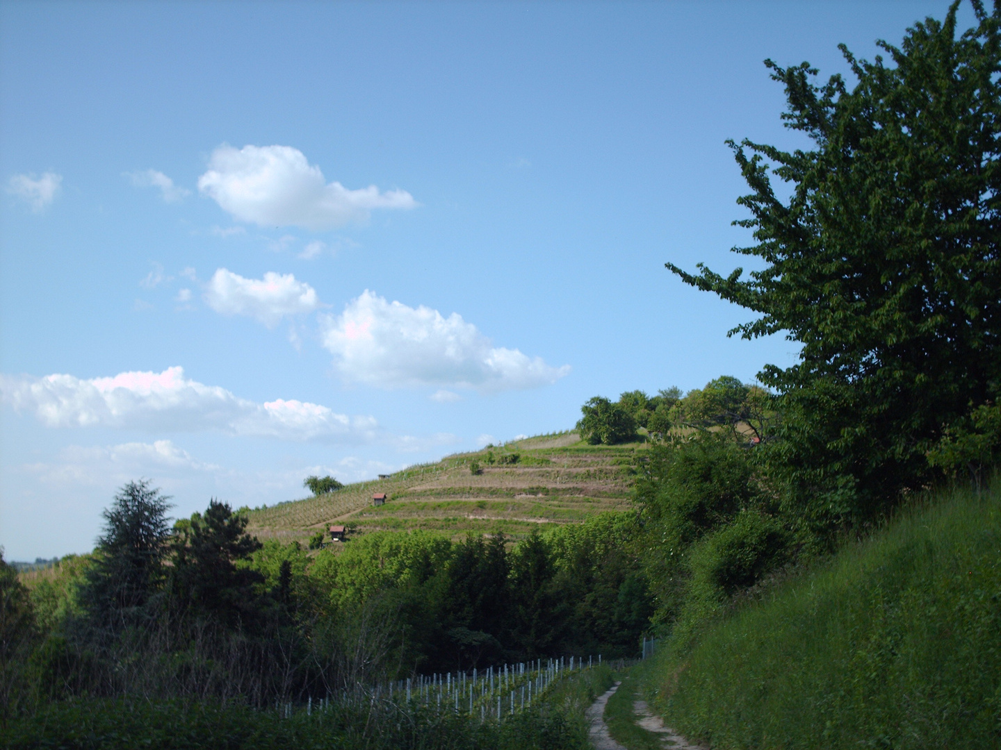 Weinberge Nr.3