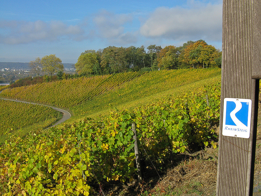 Weinberge oberhalb von Dollendorf