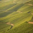 Weinberge oberhalb von Graach