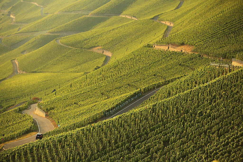 Weinberge oberhalb von Graach