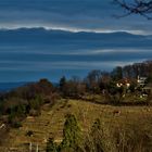 Weinberge oberhalb von Stuttgart