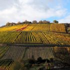 Weinberge Oberwesel 