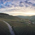 Weinberge panorama