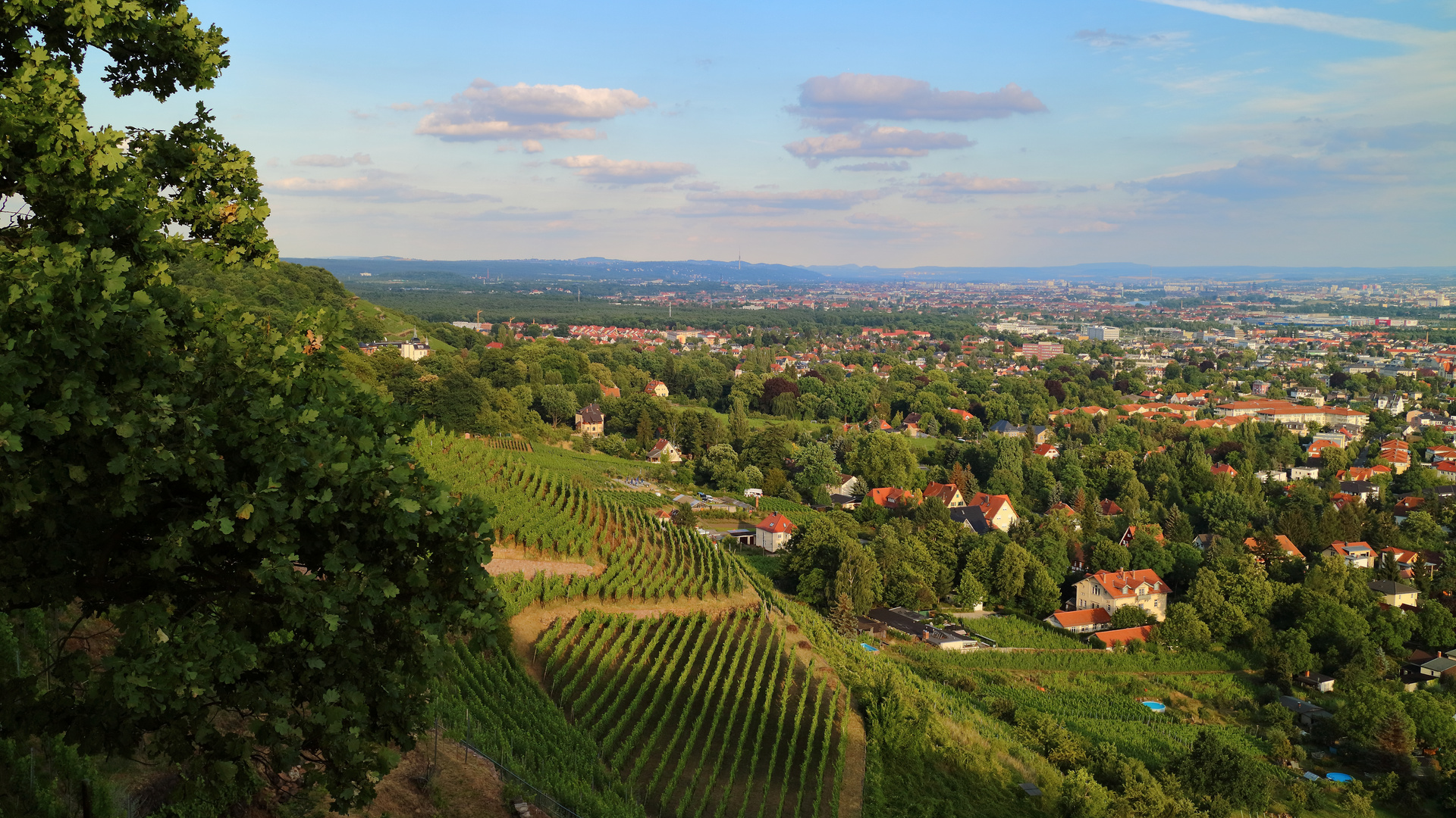 Weinberge Radebeul