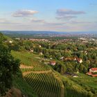 Weinberge Radebeul