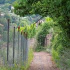 Weinberge Radebeul