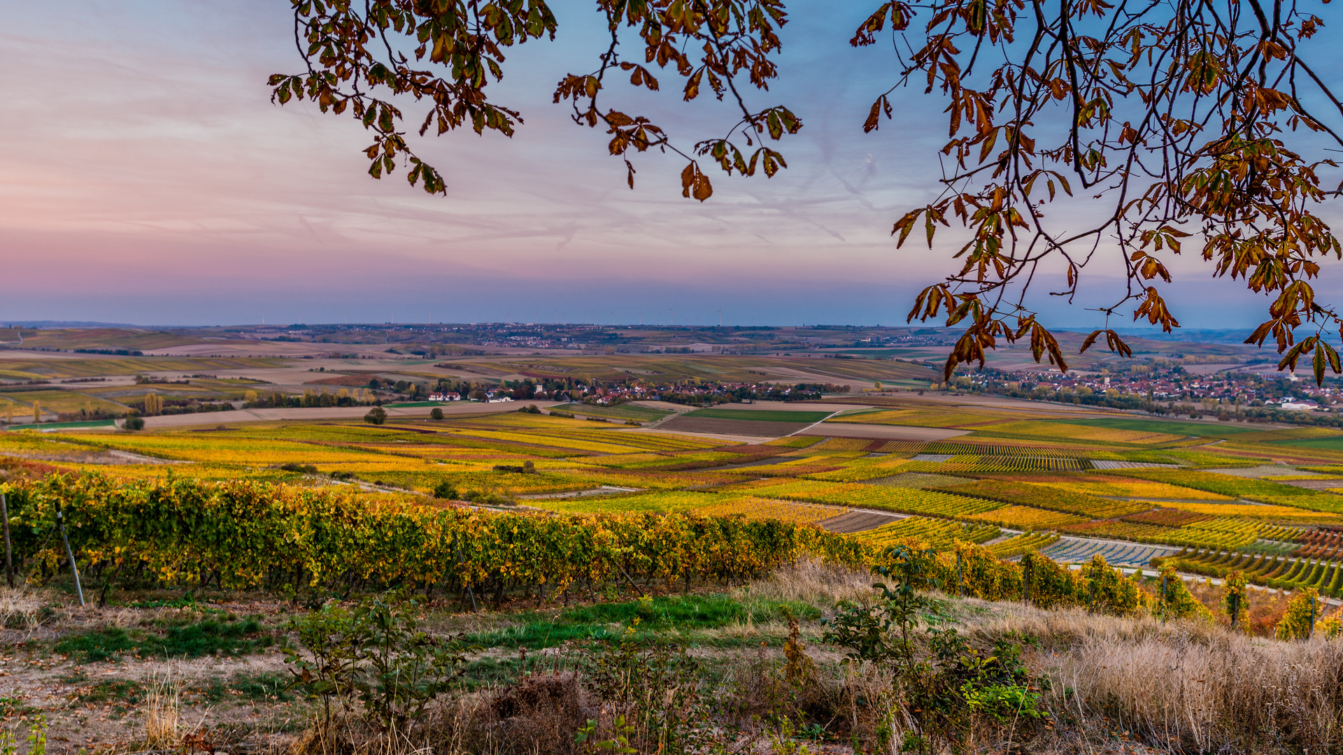 Weinberge Rheinhessen 34