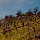 Weinberge rund um den Rotenberg