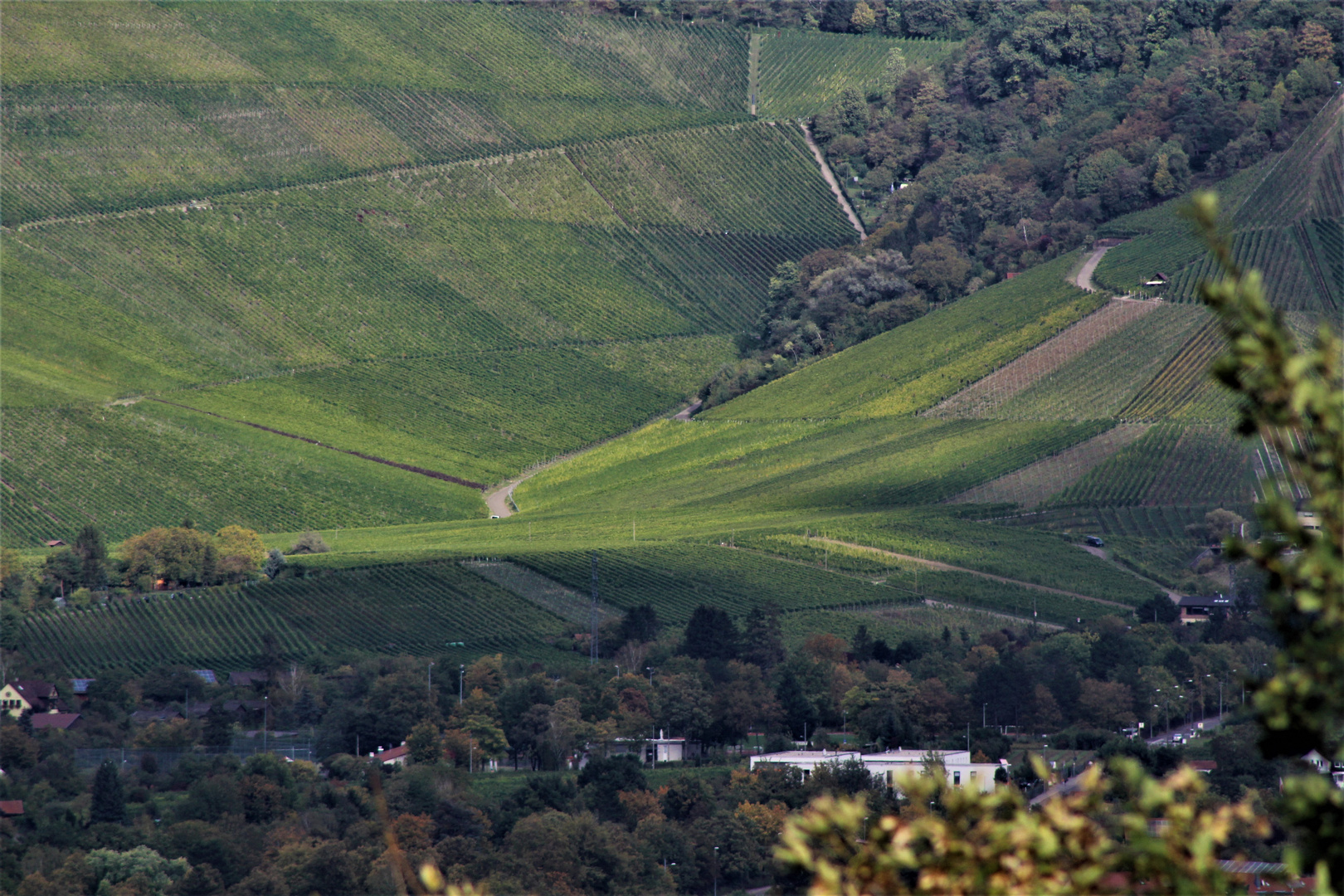 Weinberge rund um den Rotenberg im Herbst 2020