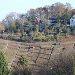 Weinberge rund um die neue Weinsteige dieses mal in Naturton