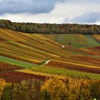 Weinberge rund um Heilbronn