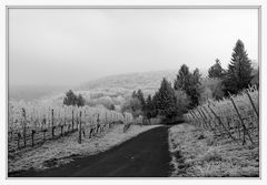 Weinberge rund um Heilbronn