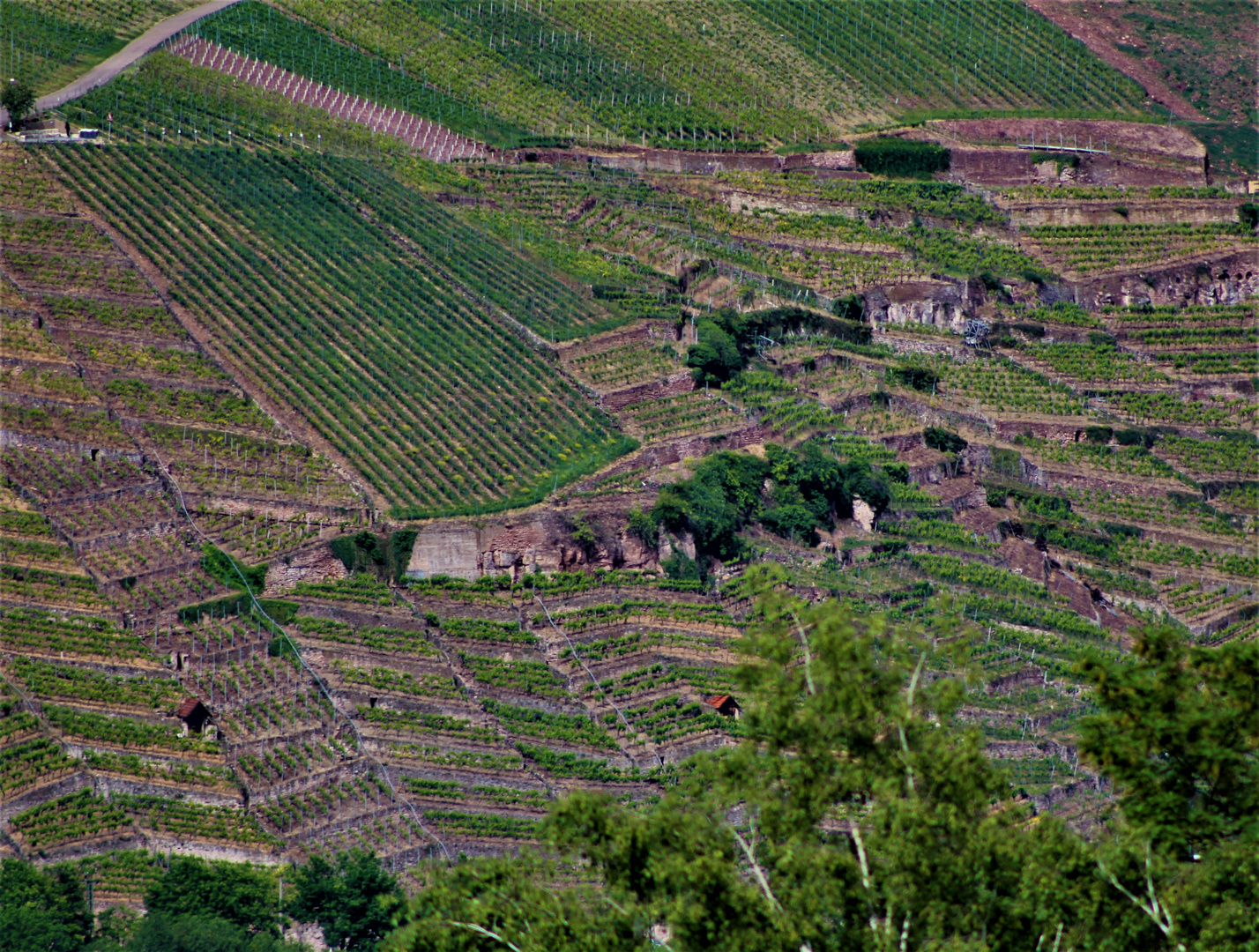 Weinberge rund um Stuttgart und Esslingen