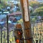 Weinberge Schwarzwald