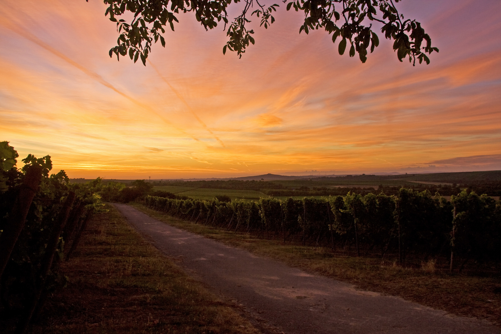 Weinberge Sonnenaufgang