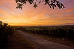 Weinberge Sonnenaufgang