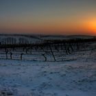 Weinberge - Sonnenuntergang