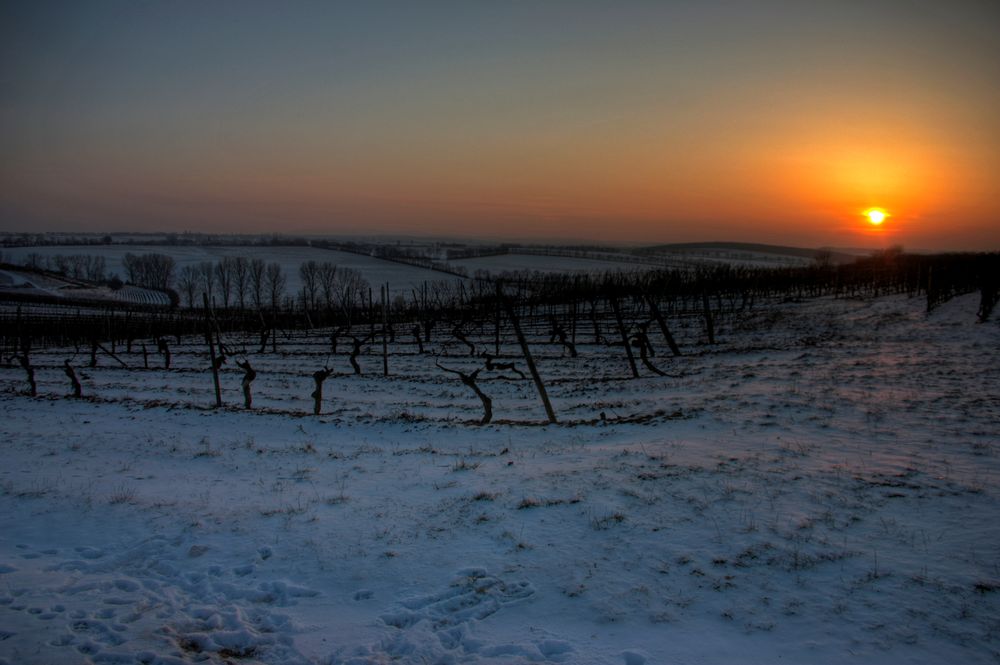 Weinberge - Sonnenuntergang