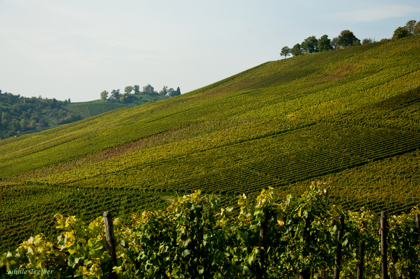 Weinberge soweit das Auge reicht