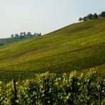 Weinberge soweit das Auge reicht