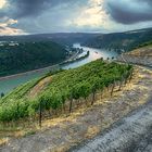 Weinberge über dem Rheintal bei Nochern.