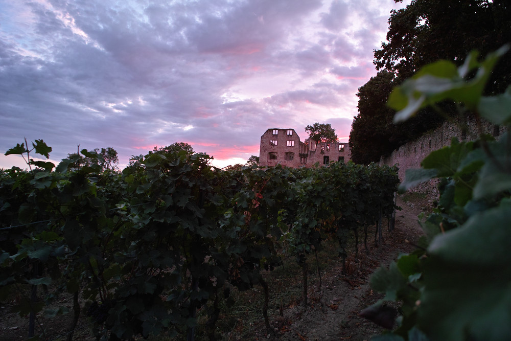 Weinberge über Oppenheim