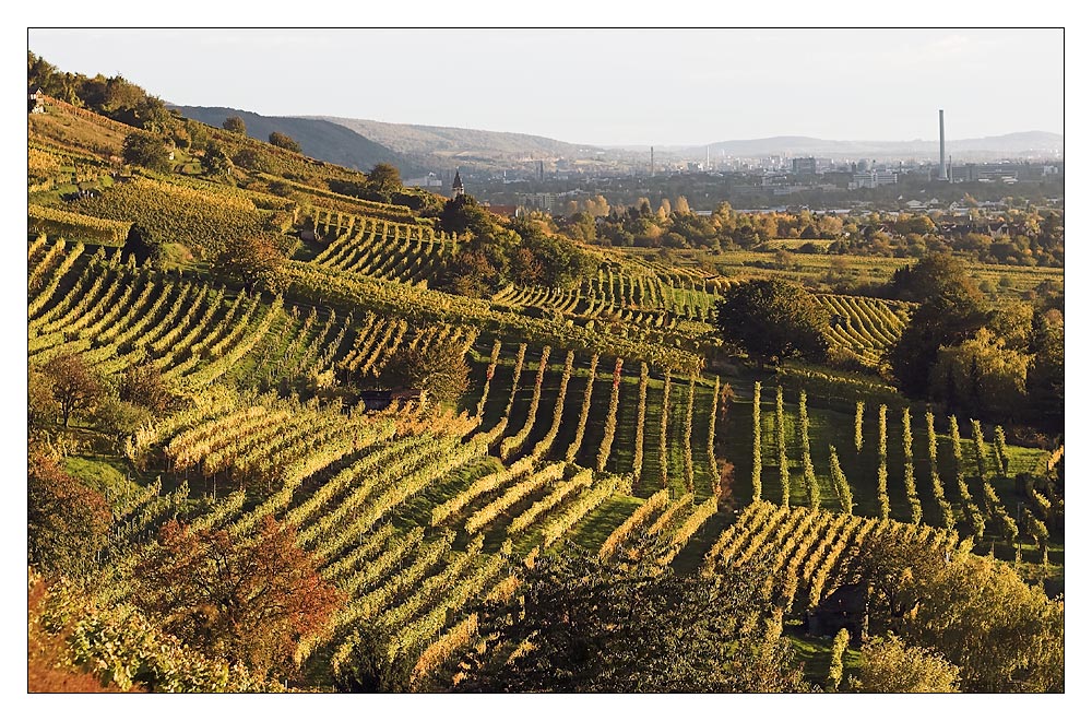 Weinberge über Schriesheim