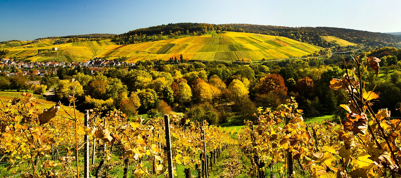 Weinberge über Stetten i.R.