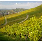 Weinberge über Stuttgart-Uhlbach