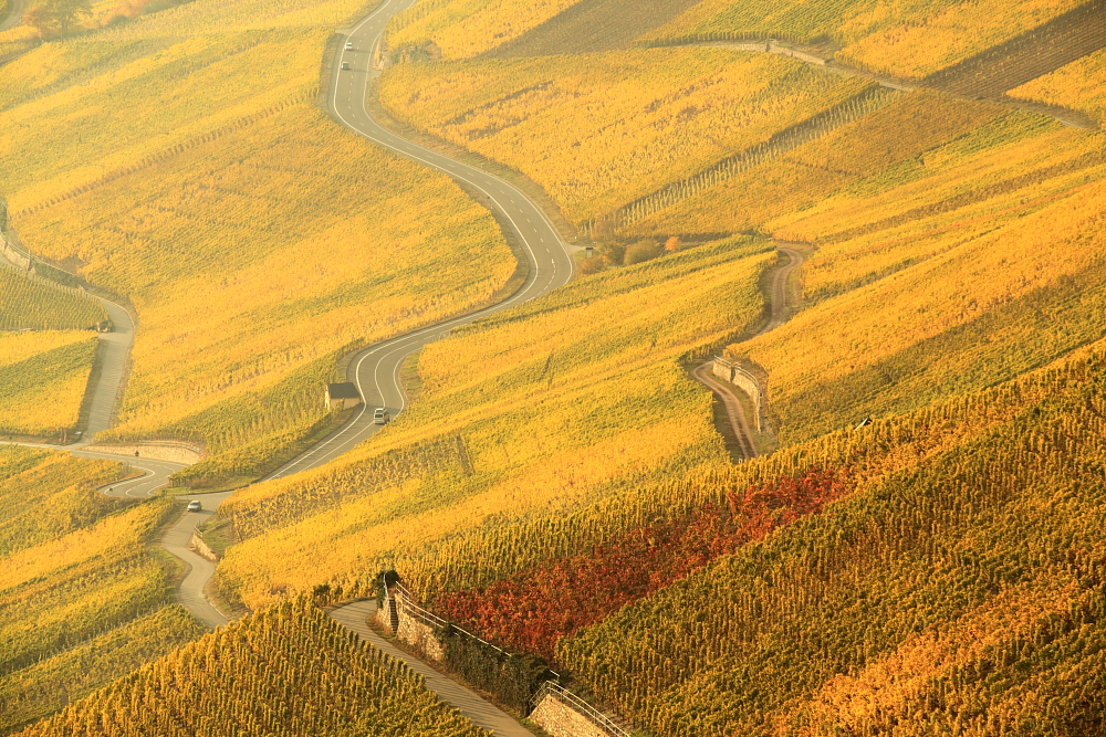 Weinberge über Wehlen