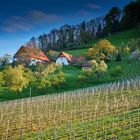 Weinberge und Gehöfte in Ottenhöfen-Furschenbach