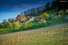 Weinberge und Gehöfte in Ottenhöfen-Furschenbach