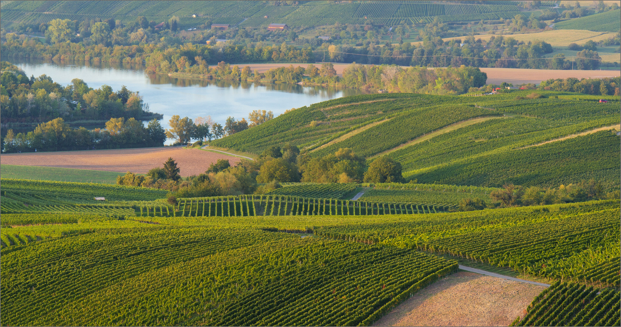 Weinberge und See